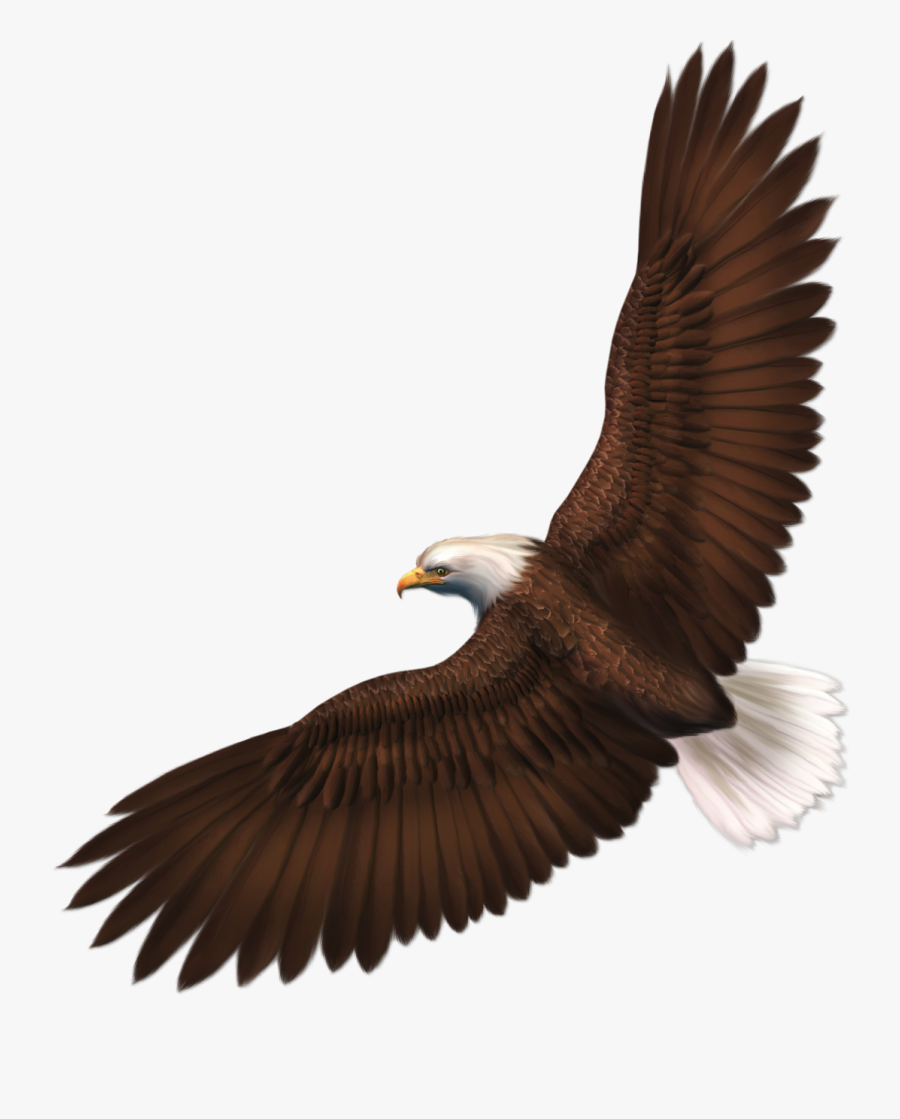 Clip Art Eagle Cliparts Background Download - Transparent Bald Eagle, Transparent Clipart