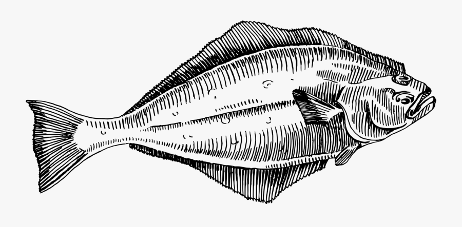Flatfish Halibut Flounder Fish Fry - Halibut Clipart, Transparent Clipart