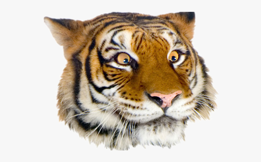 Tired Clipart Tiger - Dunrobin Castle, Transparent Clipart
