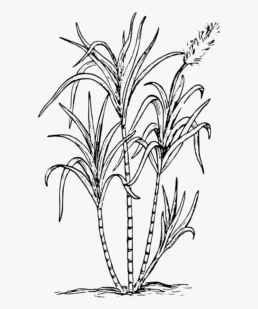 Sugar Cane - Sugar Cane Clipart Black And White, Transparent Clipart