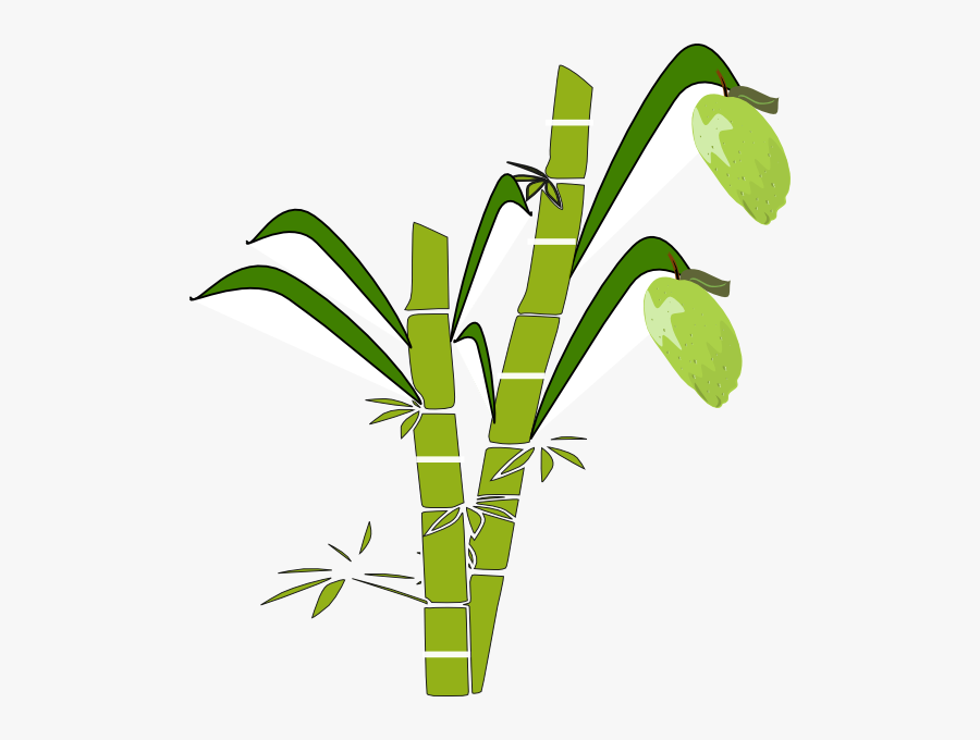 Featured image of post Sugarcane Drawing Pictures Choose from over a million free vectors clipart graphics vector art images design templates and illustrations created by artists worldwide