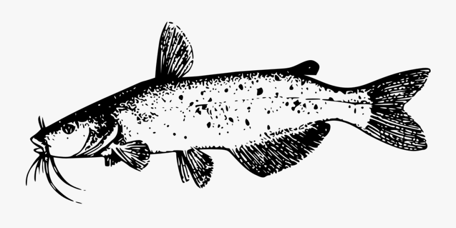 Hd Catfish Fish Tail River Nature Freshwater - Black And White Catfish Clipart, Transparent Clipart