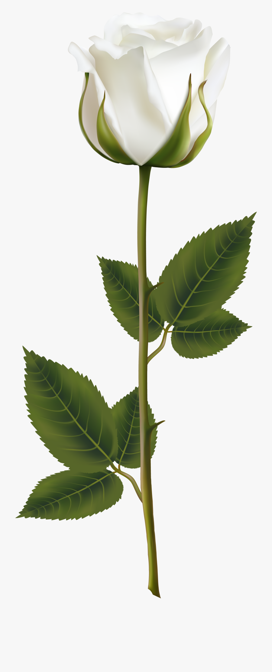 White Rose With Stem Png Transparent Clip Art Image - White Rose Png Transparent, Transparent Clipart