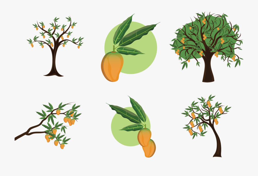 Mango Clipart Stem - Mangifera Indica, Transparent Clipart