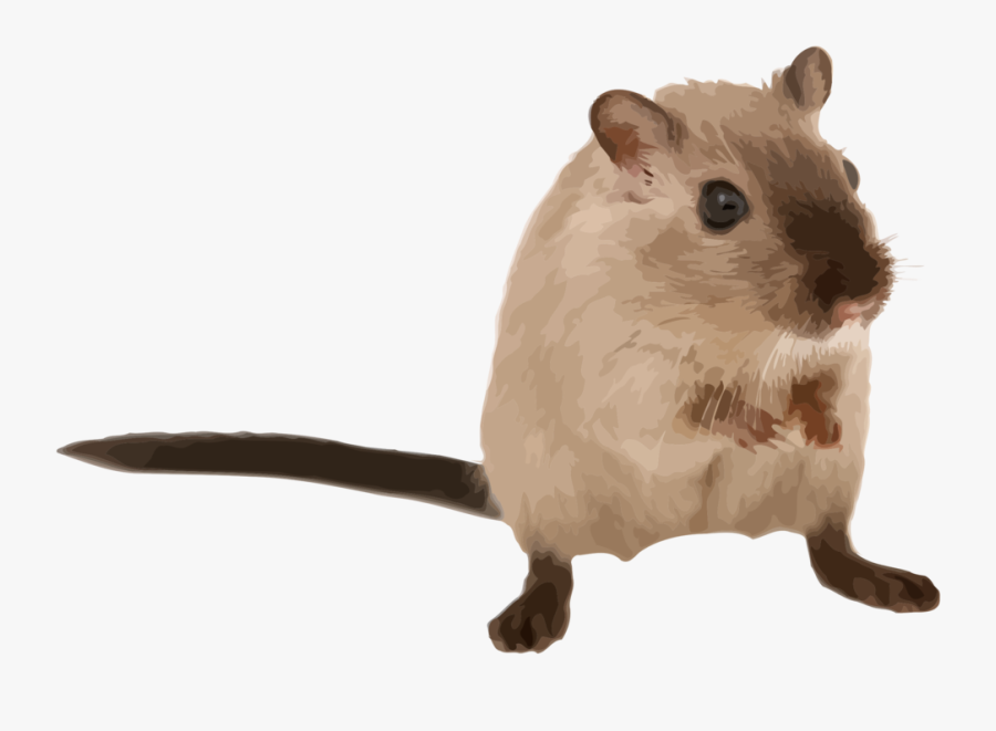 Fare,fawn,muridae - Mouse Animal, Transparent Clipart