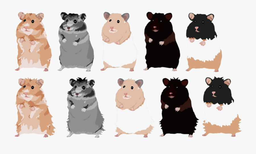 Hamster - 1 - Cartoon, Transparent Clipart