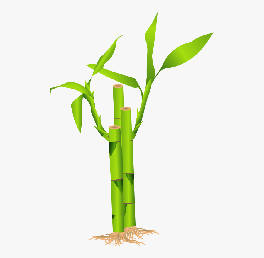 Plant Stem,bamboo,flowerpot - Bamboo Clipart, Transparent Clipart