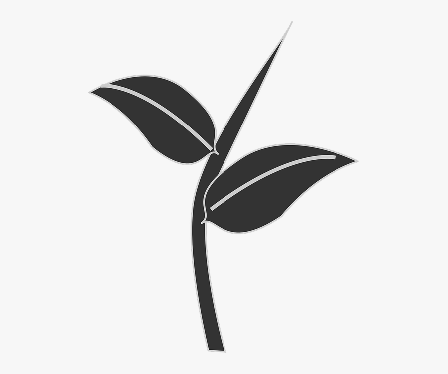 Leaves Plant Stem - Стебель Пнг, Transparent Clipart