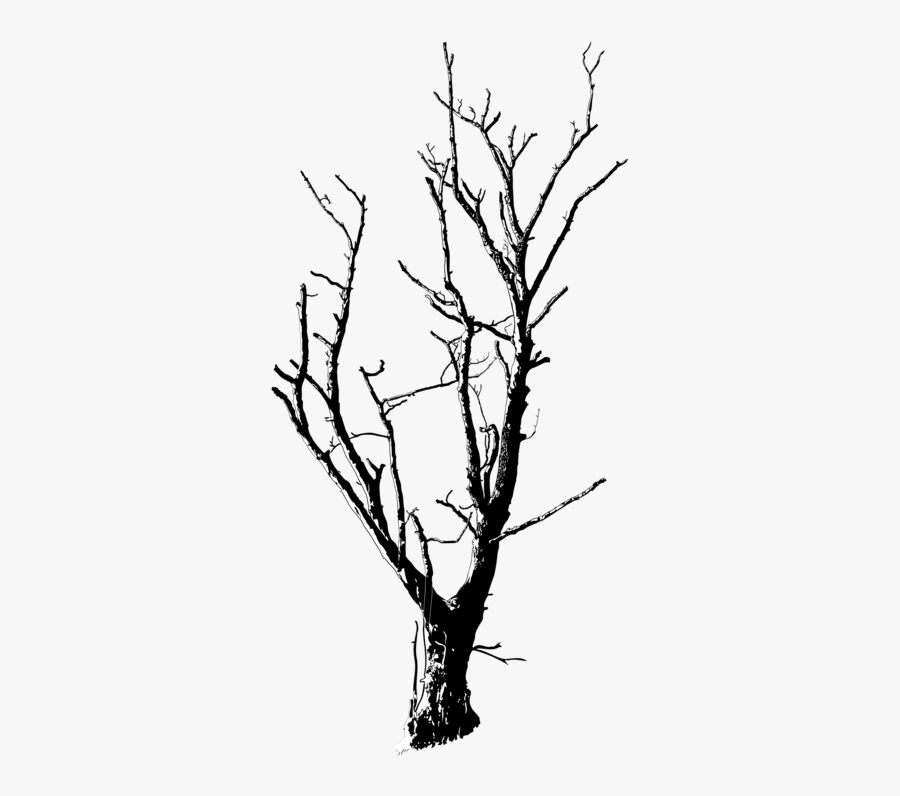 Line Art,plant,flora - Dead Tree Silhouette Png, Transparent Clipart