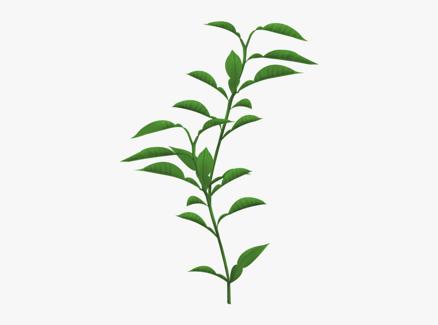 Plant Transparent Background, Transparent Clipart