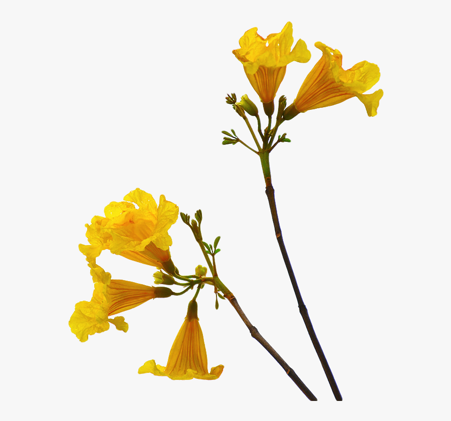 Clip Art For Free Download - Flowers With Stem Png, Transparent Clipart