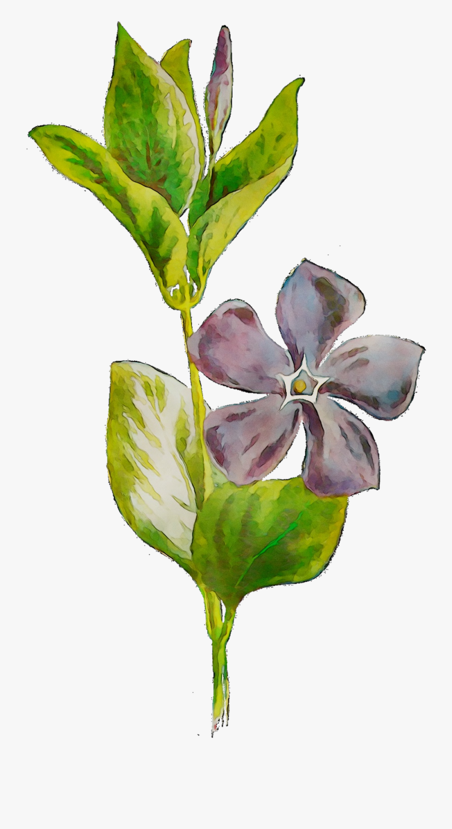 Plants Flowering Leaf Plant Stem Free Hd Image Clipart - Periwinkle, Transparent Clipart