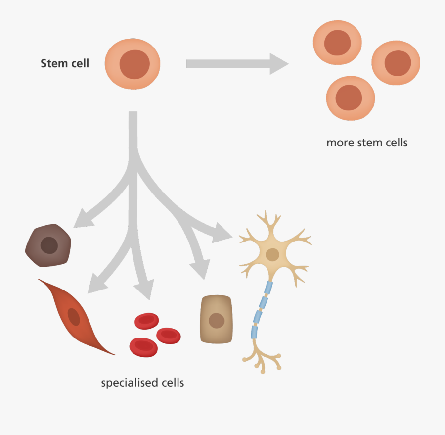 Thumb Image - Stem Cells, Transparent Clipart