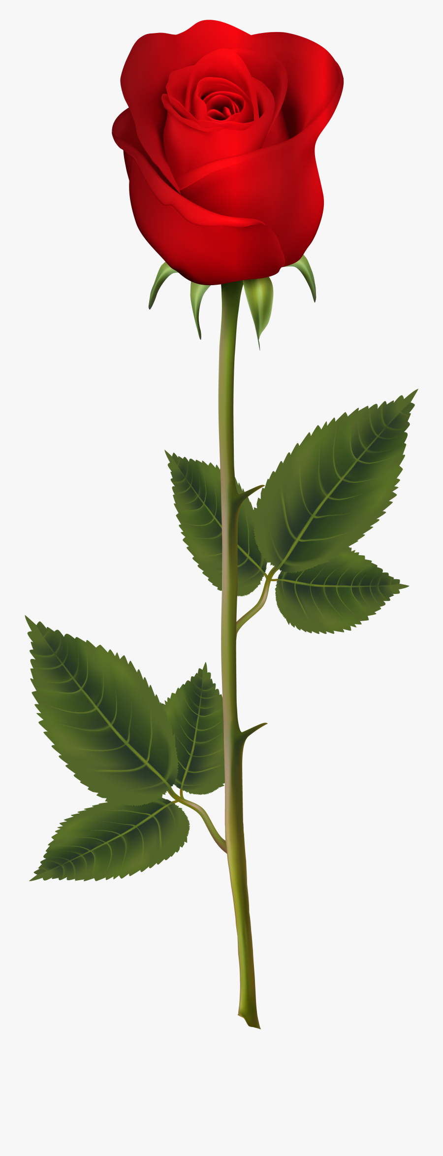 Transparent Rose Heart Clipart - White Rose On Transparent Background, Transparent Clipart