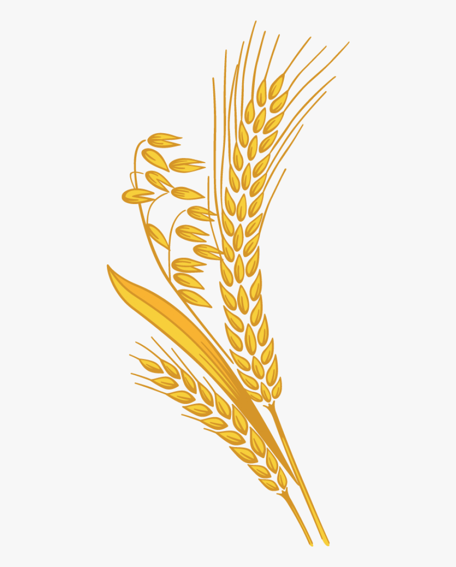 Clip Art Harvest Wheat Clipart - Rice Grain Clipart Png, Transparent Clipart