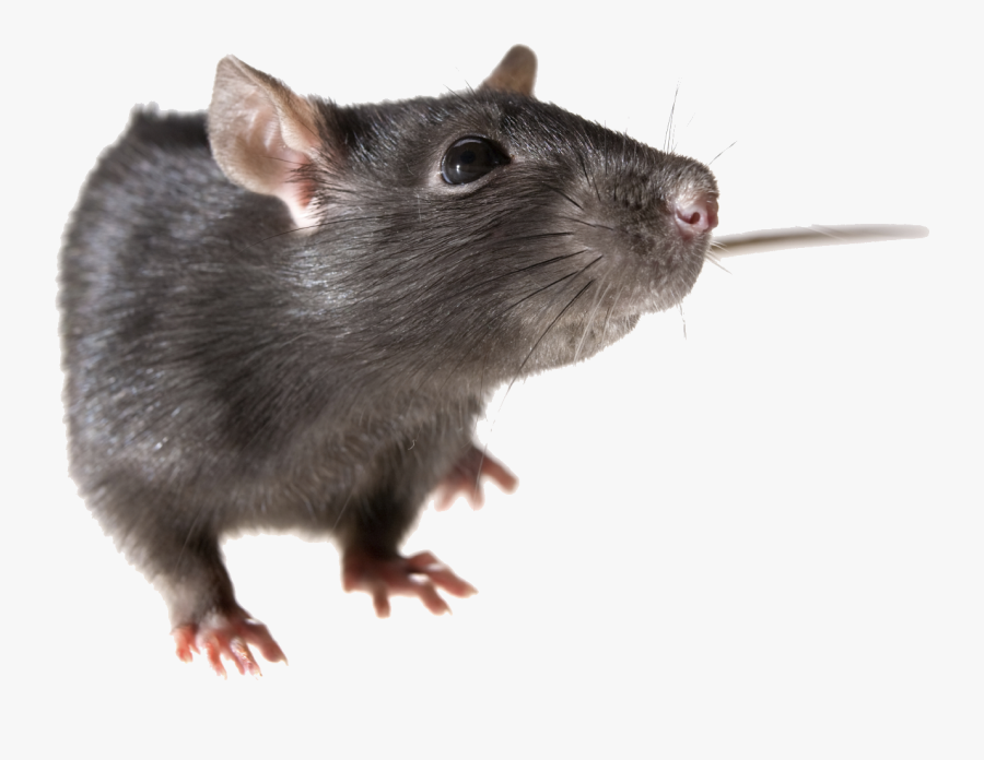 Ganpati Mouse Png - Transparent Background Rat Png, Transparent Clipart