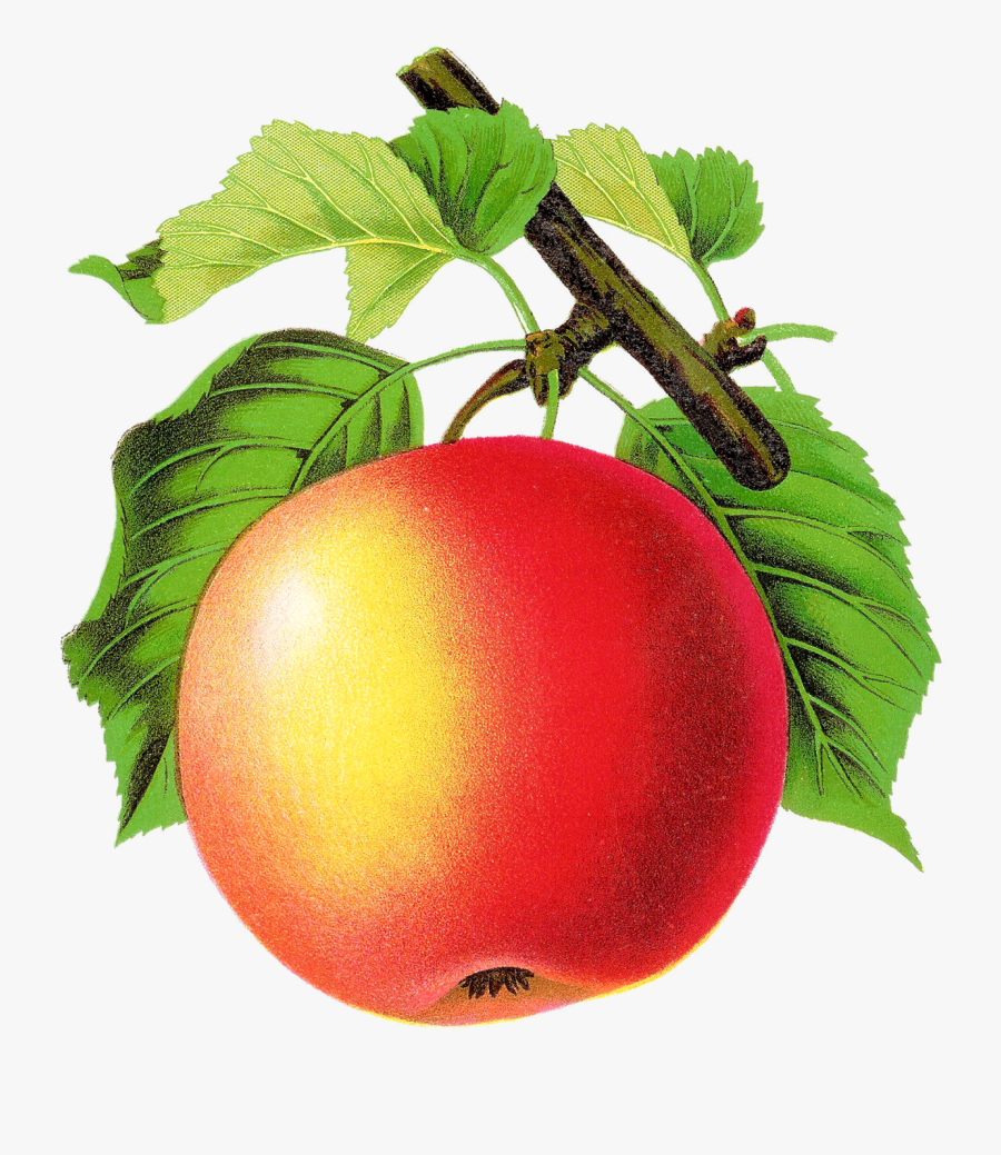 Antique Images Stock Vintage - Vintage Apple Tree Art, Transparent Clipart