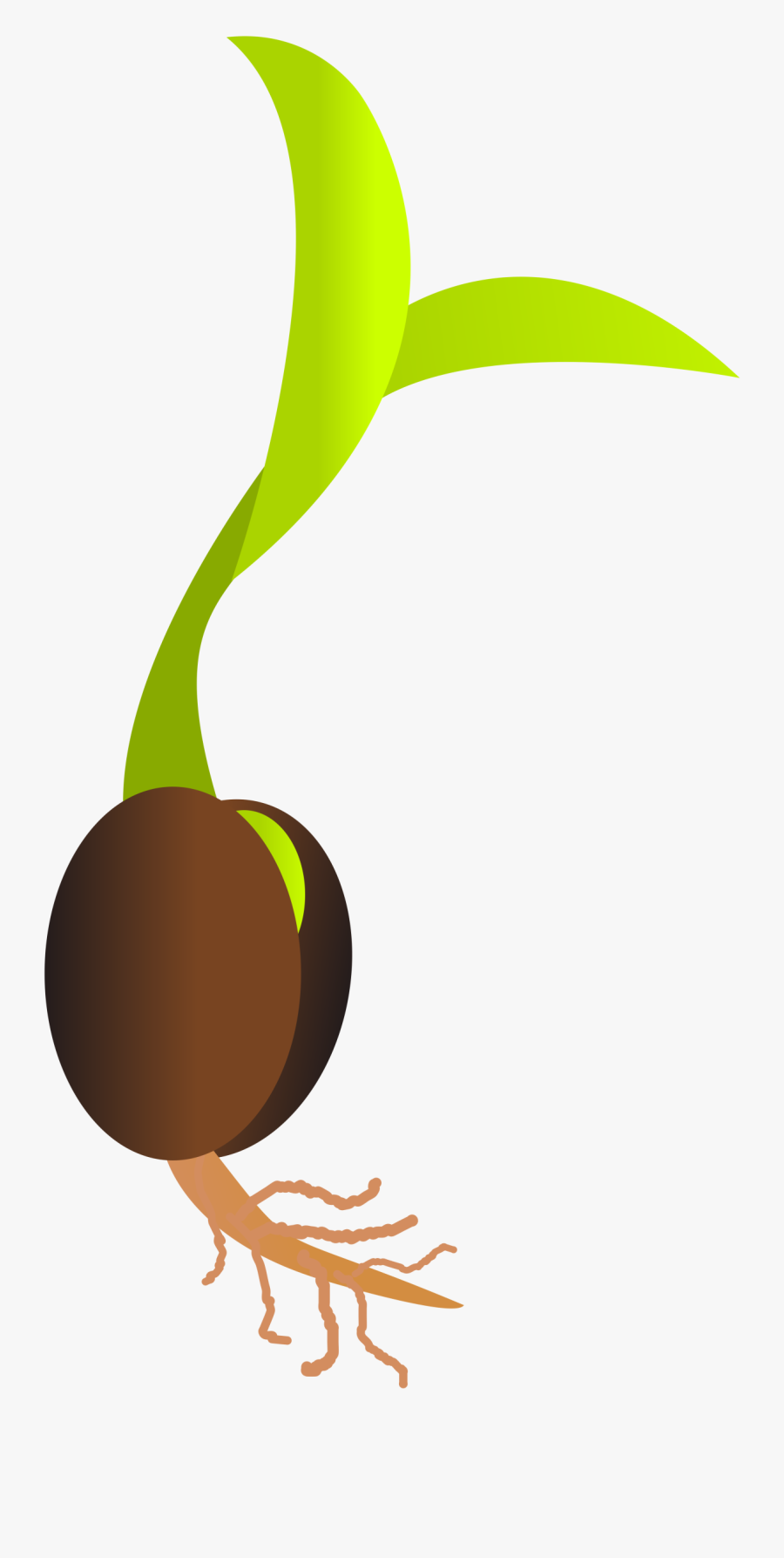 Clipart - Germinating Seed, Transparent Clipart