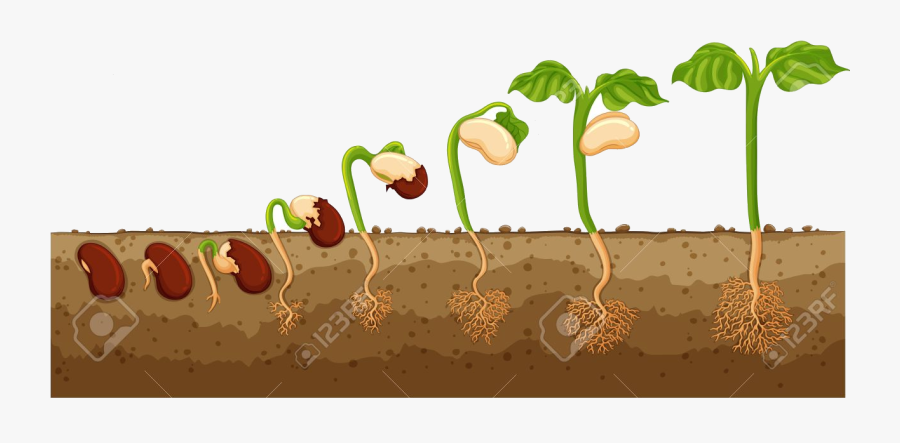 Soil Growing Into Tree Illustration Royalty Free Cliparts - Different Stages Of Aplant, Transparent Clipart