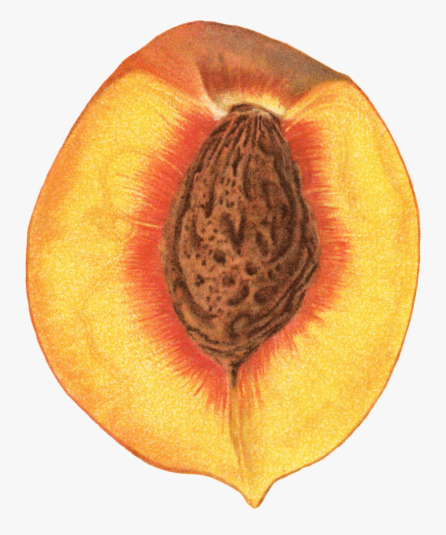 Peach Clipart Seed - Peach Pit Clipart, Transparent Clipart