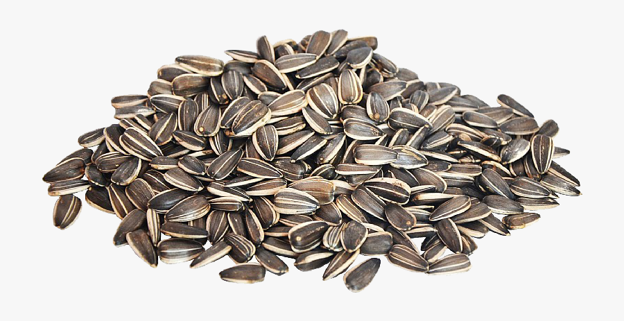 Sunflower Seeds Png Cartoon, Transparent Clipart