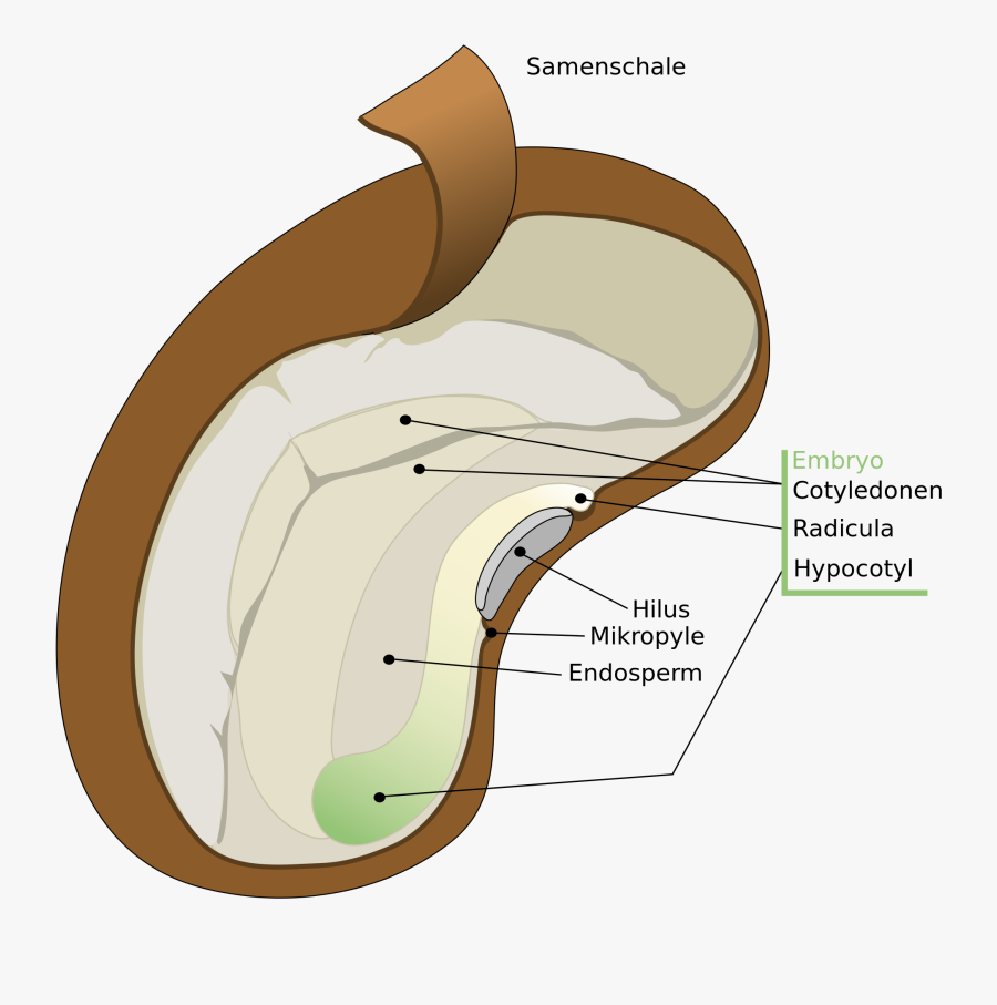 Dycotyledon Seed Diagram - Diagram Of A Seed, Transparent Clipart