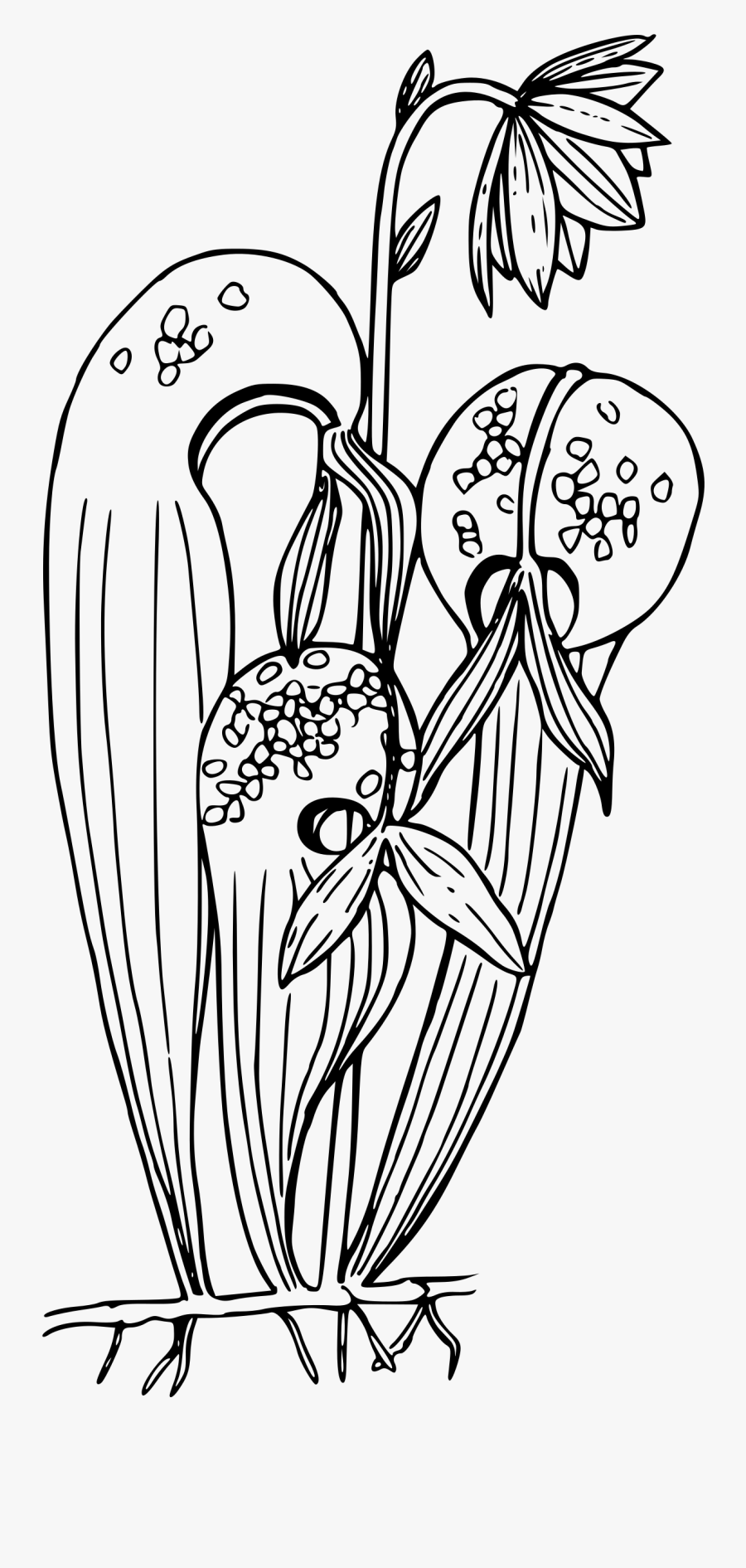 Graphic Library California Clipart Black And White - Pitcher Plant Coloring Page, Transparent Clipart