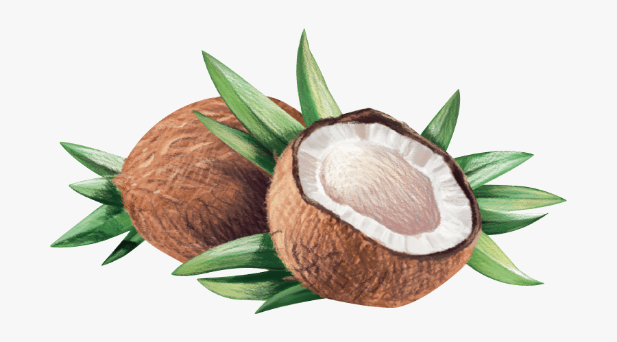 Coconut Clipart Coconut Seed - Virgin Coconut Oil Logo, Transparent Clipart
