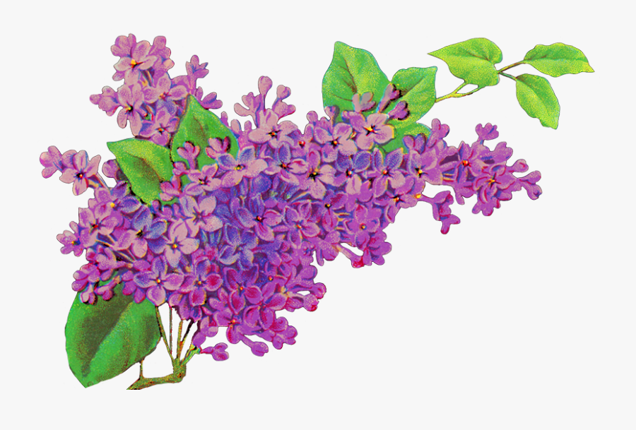 Lilac Clipart Png, Transparent Clipart