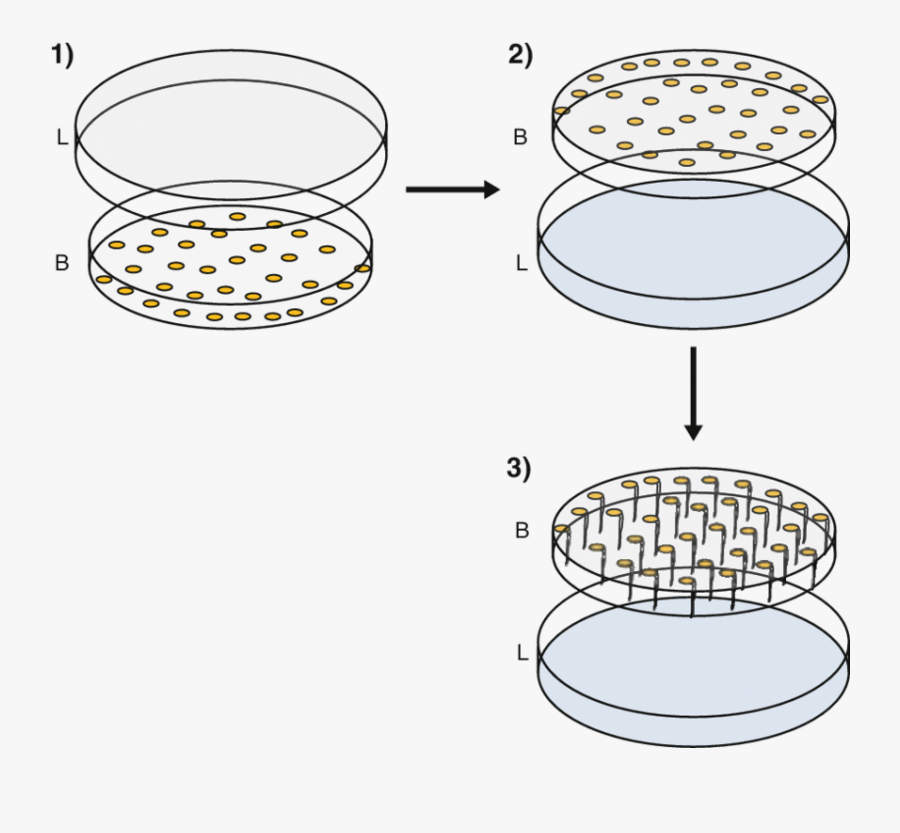 Plate Setup For Seed Germination - Seed In Petri Dish Clipart, Transparent Clipart