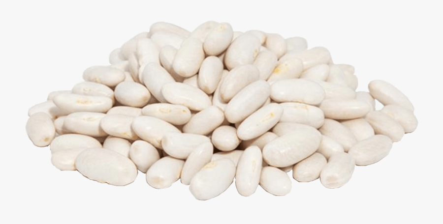 Clip Art Index Of Wp Content - White Kidney Beans Png, Transparent Clipart