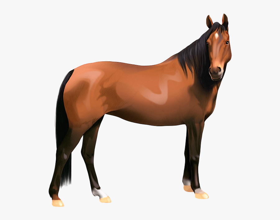 Stallion, Transparent Clipart