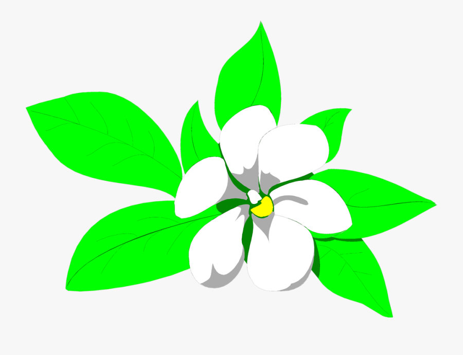 Magnolia Free Stock Photo Illustration Of A White Magnolia - Sampaguita Flower Clipart, Transparent Clipart