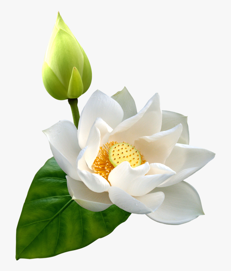 White Lotus Png Clip Art - Lotus Flower White Png, Transparent Clipart