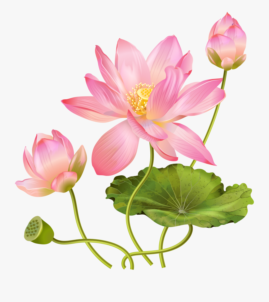 Clip Art Abb A C - Lotus Flower Png Free, Transparent Clipart