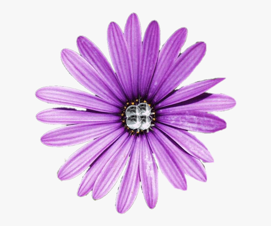 Daisy Flower, Transparent Clipart