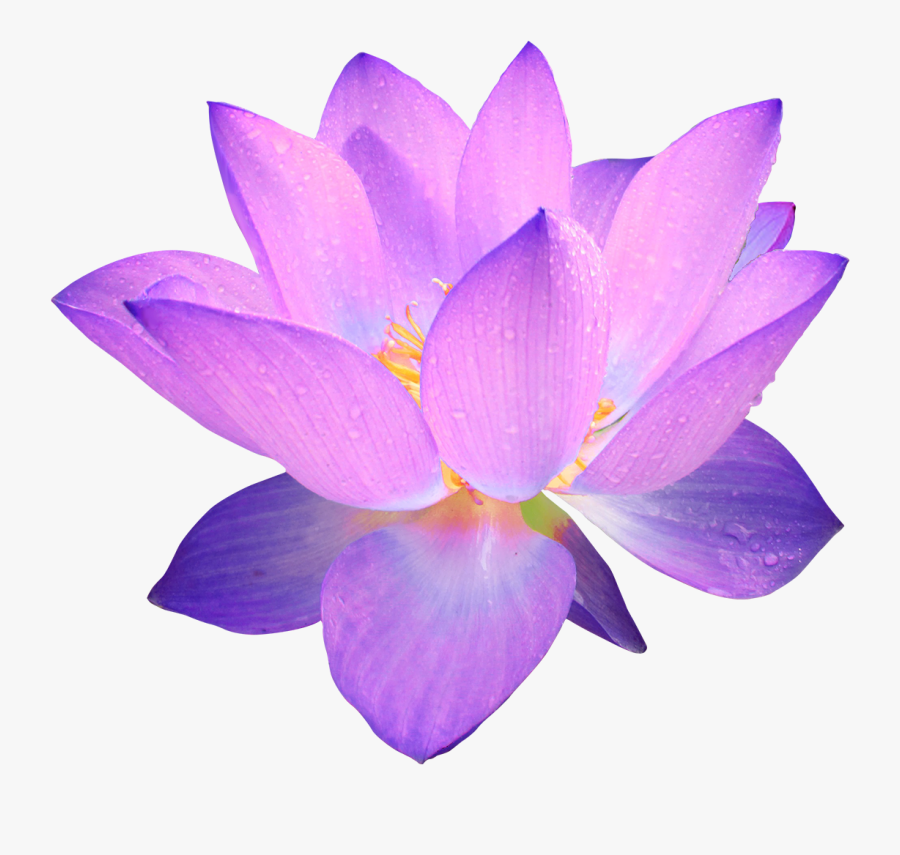 Temporary Lotus Flower Clipart - Purple Flower Transparent Background, Transparent Clipart