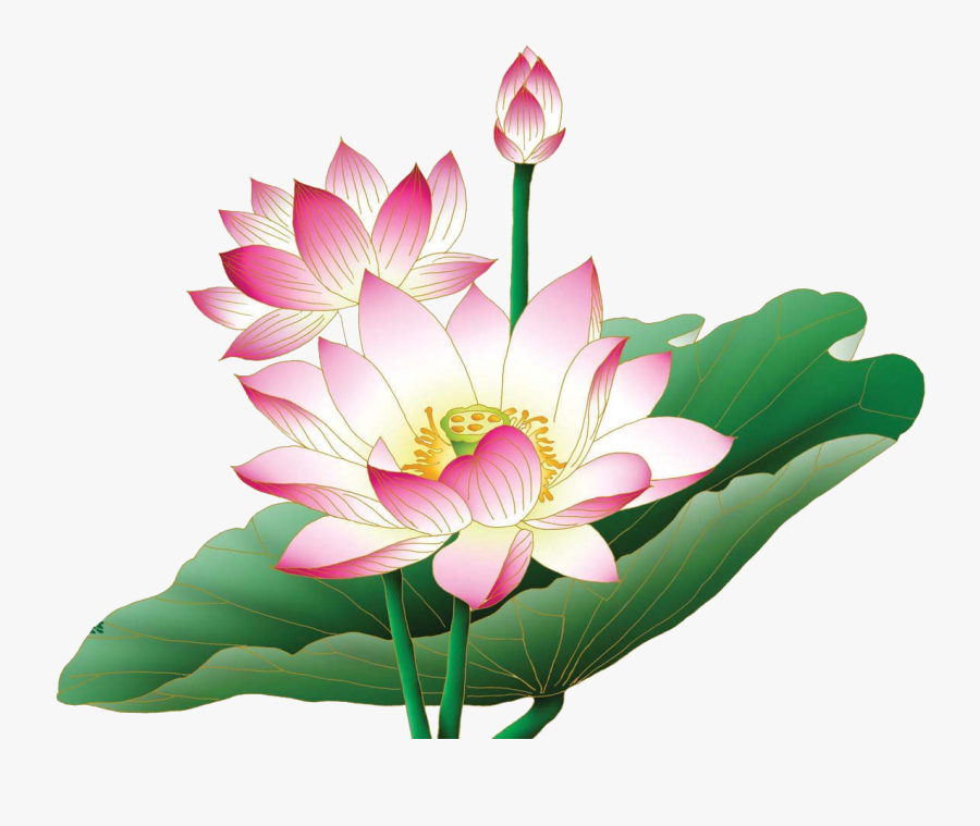 Clip Art Lotus Flower Sayings - Transparent Lotus Flower Png, Transparent Clipart