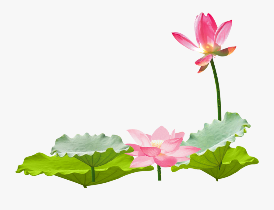 Transparent Lotus Clipart - Hinh Nen Hoa Sen, Transparent Clipart