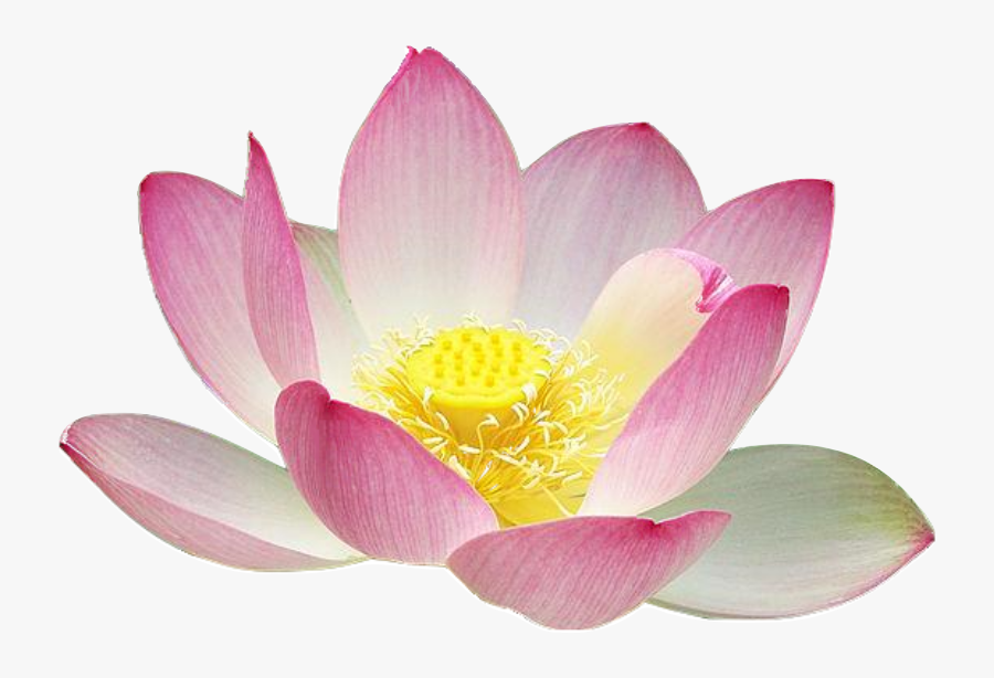 Lotus Flower, Transparent Clipart