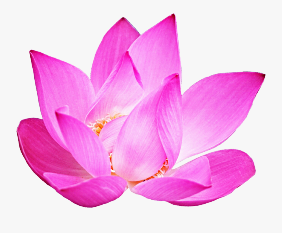 Transparent Lotus Png - Nymphaea Nelumbo, Transparent Clipart