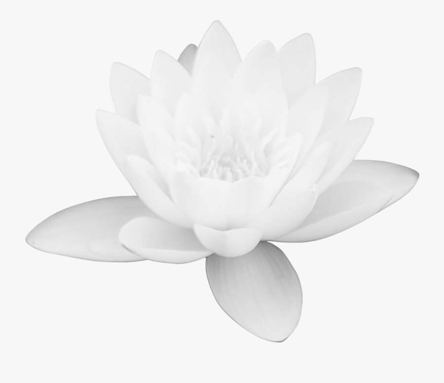 Transparent Clipart Image Lotus Png Big Size - Sacred Lotus, Transparent Clipart