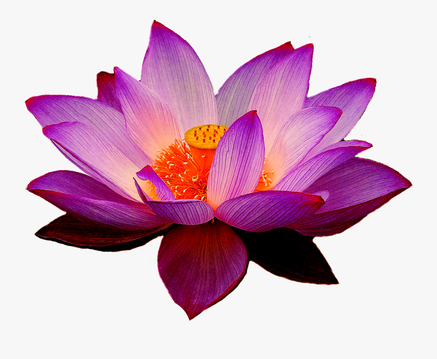 Purple Lotus Flower Png, Transparent Clipart