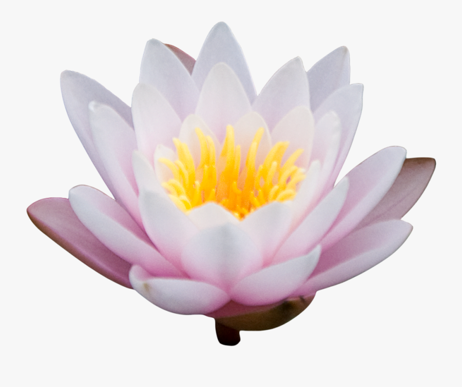 Png Lotus Image - Portable Network Graphics, Transparent Clipart