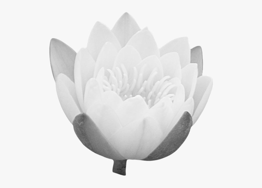 Transparent Clipart Image Lotus Bud Png - Portable Network Graphics, Transparent Clipart