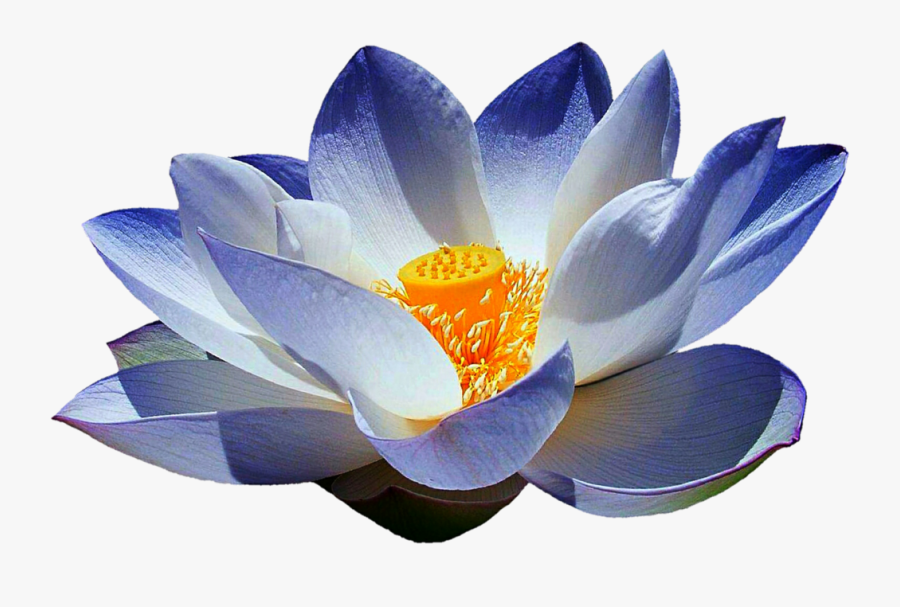 Frosty Blue Lotus By Jeanicebartzen - Blue Lotus Flower Png, Transparent Clipart