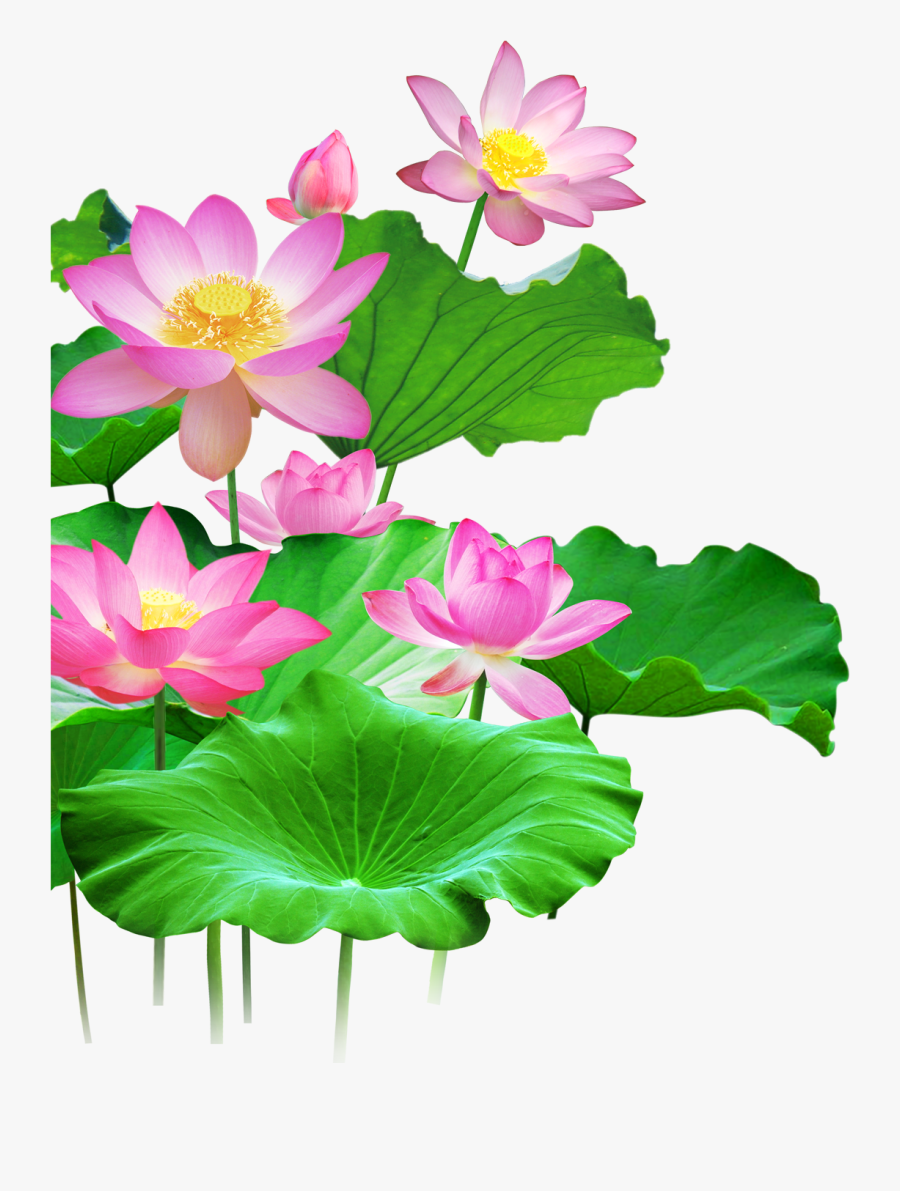 #mq #lotus #flower #flowers #pink #waters #green #leaf - Lotus With Leaves Png, Transparent Clipart