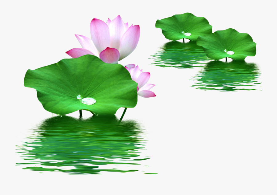 Leaf Nelumbo Nucifera Lotus Effect Water Clipart - Lotus Leaf Png, Transparent Clipart