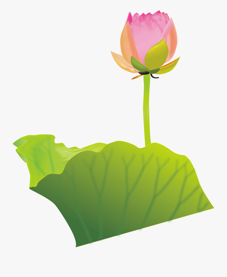 Lotus Clipart Australian Flower - Portable Network Graphics, Transparent Clipart