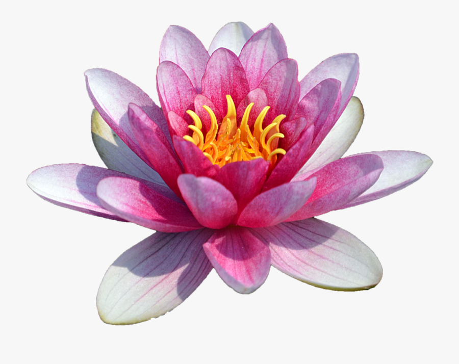 69729 - Water Lily Flower Png, Transparent Clipart